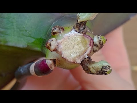 Видео: СРЕЖЬ орхидеи КОЧЕРЫЖКУ! орхидеи БЕЗ корней ВЫЖИВУТ! КОРНЯМ орхидеи ПРИЖЕГ ПОМОЖЕТ!