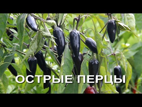 Видео: Шесть лучших сортов ОСТРОГО ПЕРЦА! Советы от ЗЕЛЕНОГО ОГОРОДА!