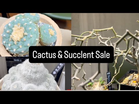Видео: Клуб любителей кактусов и суккулентов Торонто (покупка растений)