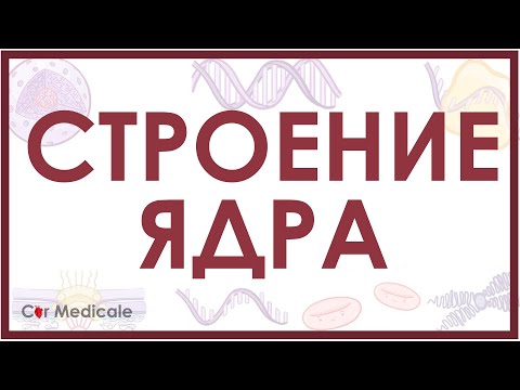 Видео: Структура клеточного ядра кратко (ядерная мембрана, хроматин, ядрышко)