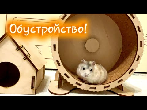 Видео: ПОКУПКИ ДЛЯ ХОМЫ❤️/ КАК НАЗВАЛА?🐹/ #хомуся