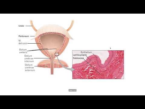 Видео: Пикочен мехур – Vasica urinaria (5:04) ┃teoriyata.com