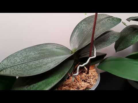 Видео: Монокалий фосфат и Магний для цветения орхидей.