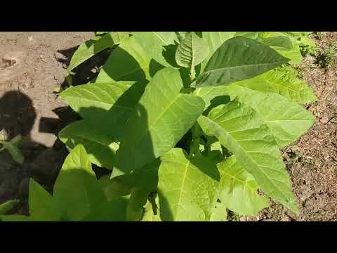 Видео: Табак  Цветение при малом росте