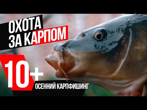 Видео: ОХОТА за КАРПОМ 10+! 🍁 РЫБАЛКА ОСЕНЬЮ на ПЛАТНОМ городском ПРУДУ!