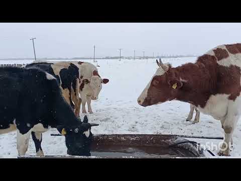 Видео: Как подоить нетель, если она не дает молоко.