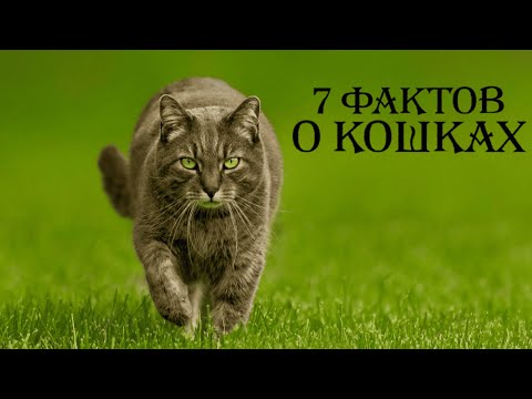 Видео: 7 удивительных фактов о КОШКАХ, которые ТЫ не ЗНАЛ!