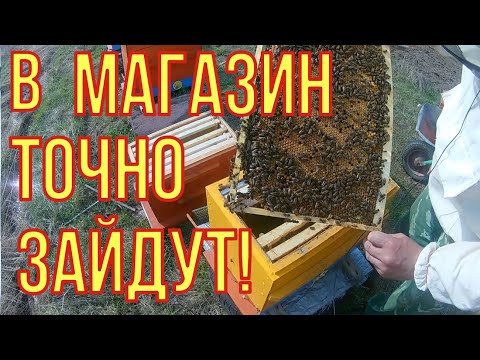 Видео: Как заставить пчелу зайти в магазины. Расширяем и боремся с роением.