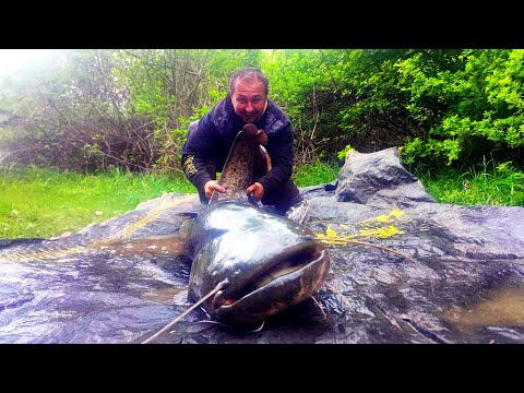 Видео: Първи трофеен сом за сезона.