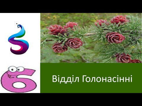 Видео: Відділ Голонасінні