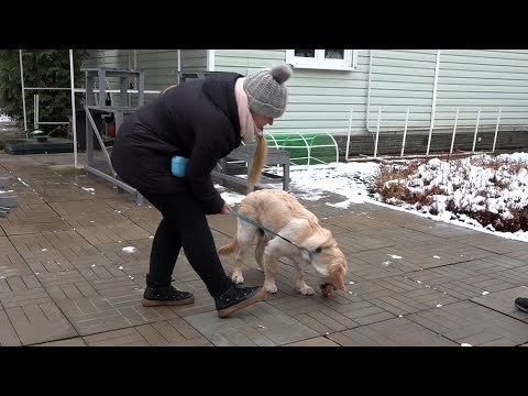 Видео: Вопрос ответ. Пищевая агрессия золотистого ретривера.  Укусы, лай  Выпуск 13