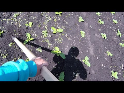 Видео: купил плоскорез Фокина