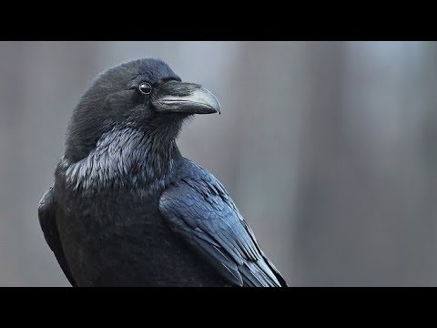 Видео: Карга эн акылдуу десем ишенбединерле Гришага жетпейт эч бир канаттуу