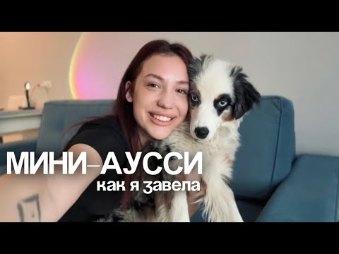 Видео: МИНИ-АУССИ. Моя история + что ВАЖНО знать каждому о породе