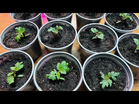 Видео: 🌱ОГОРОД НА ПОДОКОННИКЕ!! Сделайте так с Томатами и шикарная корневая обеспечена!