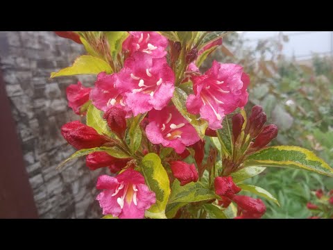 Видео: Осенняя обрезка вейгелы.