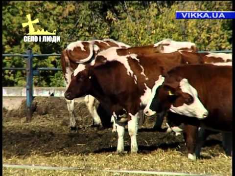 Видео: Село і люди: Осінні клопоти СТОВ «Агроко»