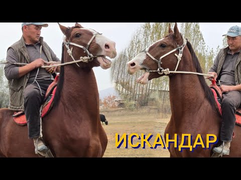 Видео: ДОНЧАК по кличка ИСКАНДАР 