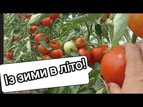 Видео: Огляд гібридів томатів, що ми вирощували  в 2024 році в теплиці