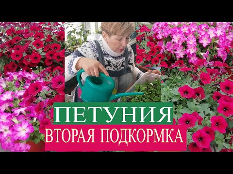 Видео: ПЕТУНИЯ Вторая подкормка рассады. Несколько вариантов​