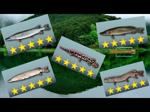 Видео: My Fishing World 2020 Квест #Щука