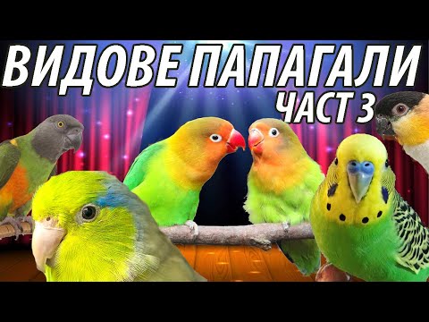 Видео: Видове папагали. Какъв папагал да изберем? Част 3