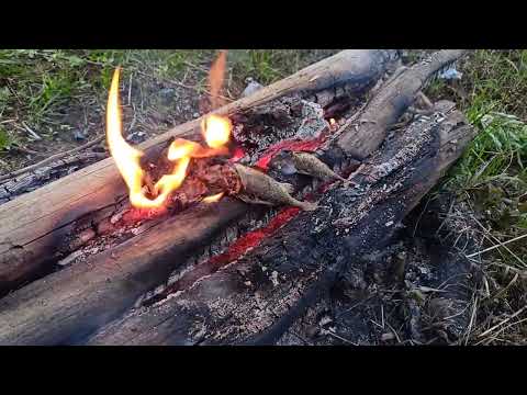 Видео: Ночная рыбалка на фидер - ловля леща на реке Вычегда