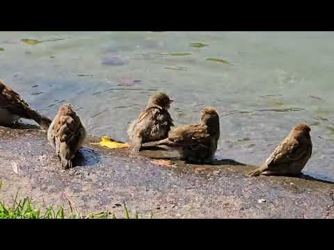 Видео: Чистые воробьи купаются на Чистых прудах