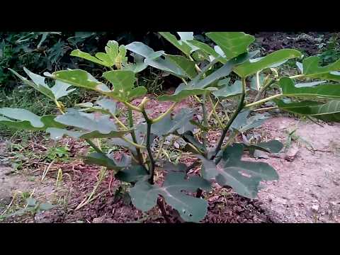 Видео: Как укрыть инжир на зиму. Первый год