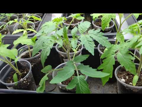 Видео: Нормы полива рассады томатов. Вторая подкормка и обработка от паутинного клеща.14.03