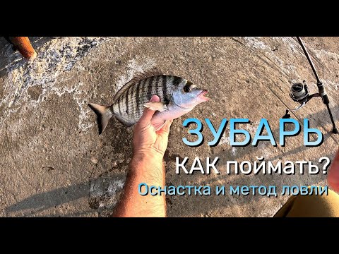Видео: Как поймать ЗУБАРЯ в Черном море? Чем, на что и как ловить?