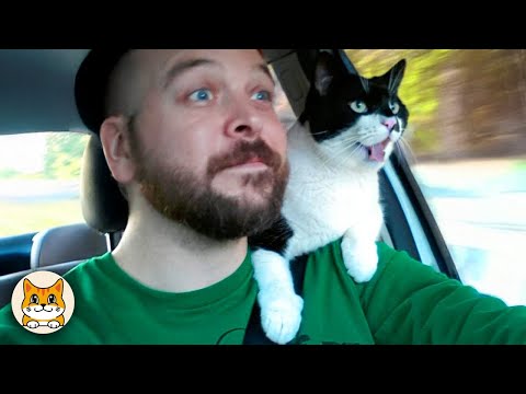 Видео: Смешные реакции кошек, которые вы должны увидеть! 😂 Уморительные коты 2025 года