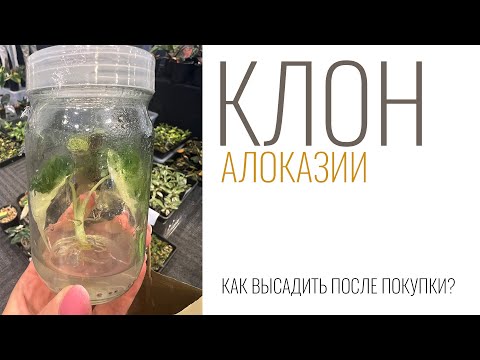 Видео: №122. Клон алоказии. Как высадить и адаптировать клона. От банки до взрослого растения.