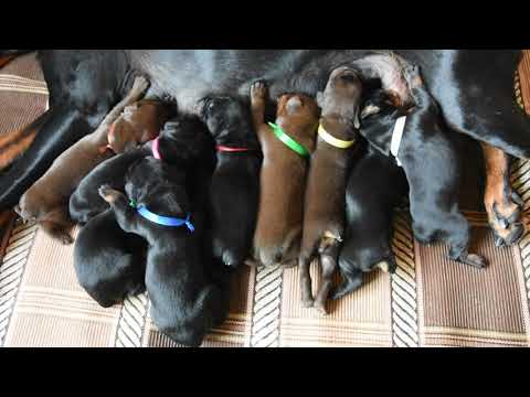 Видео: Милые, маленькие щеночки! Щенкам Добермана исполнилось 5 дней!