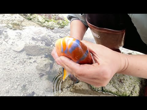 Видео: Морская жизнь настолько разнообразна, что некоторые жемчужные устрицы особенные.