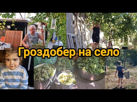 Видео: На село: 🍇От лозето до чашата – домашен гроздов сок  и вино 🍇
