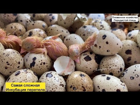 Видео: Самая сложная инкубация перепелов//Техасский белый крупный мясной перепел
