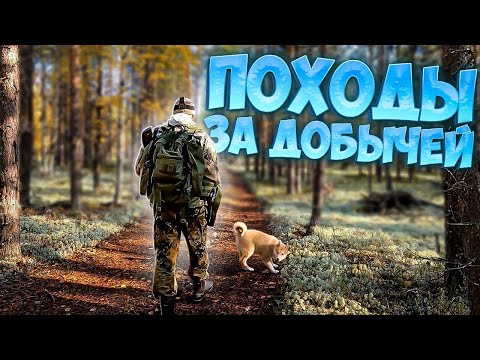 Видео: Охота на боровую дичь, ловля щук в болоте.Медвежонок с белыми ушами.