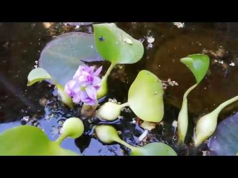 Видео: Водяной гиацинт - природный фильтр в вашем пруду: минимум затрат, удобно, экологично