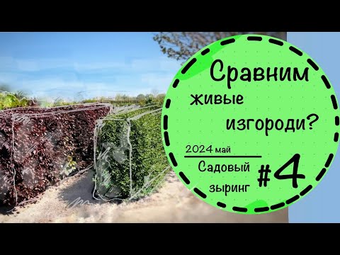 Видео: Садовый зыринг #4 ☘️Что продают в питомниках Германии? ☘️ Живые изгороди☘️ Деревья ☘️ Май 2024