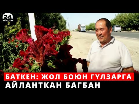 Видео: Баткен: Жол боюн гүлзарга айланткан багбан