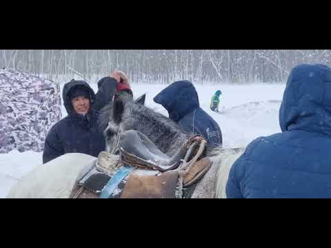 Видео: "Сылгыһыт күнэ" Никольскайга