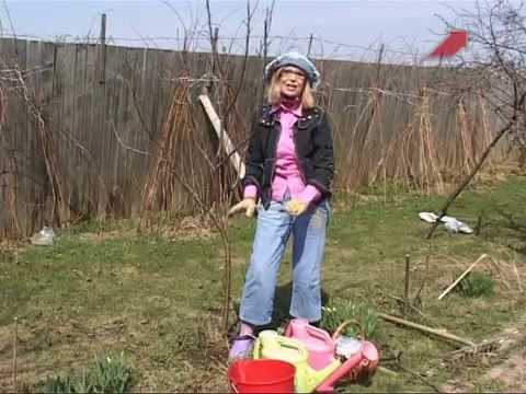 Видео: Сад.  Серия 142.  Весенний уход за плодово ягодными деревьями.