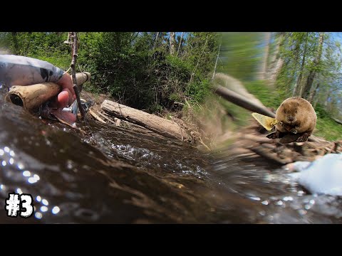 Видео: Угодил в бобровую нору. Трудовой голавль мая.