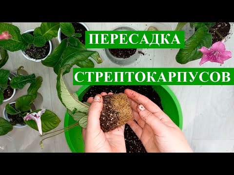 Видео: Пересадка Стрептокарпусов, выбираем грунт для стрептокарпусов правильно