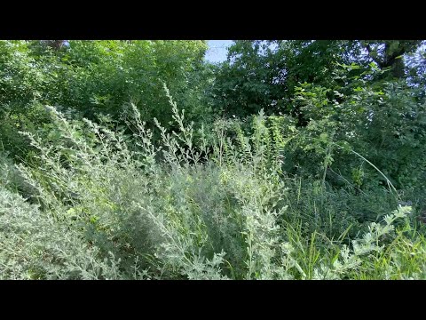 Видео: Настоянка полину - рецепт настоянки на траві полину - дія, властивості, поради