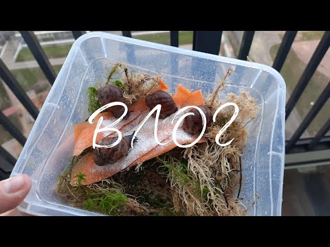 Видео: НОВЫЕ УЛИТКИ, сбор мха и другие моменты из жизни