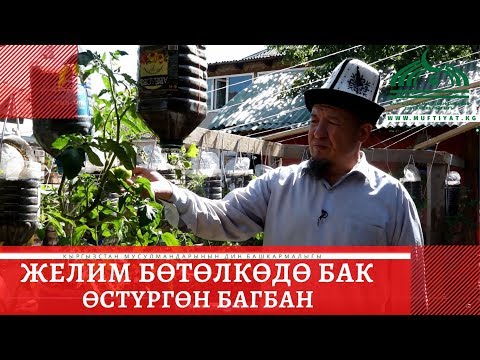 Видео: Желим бөтөлкөдө бак өстүргөн багбан