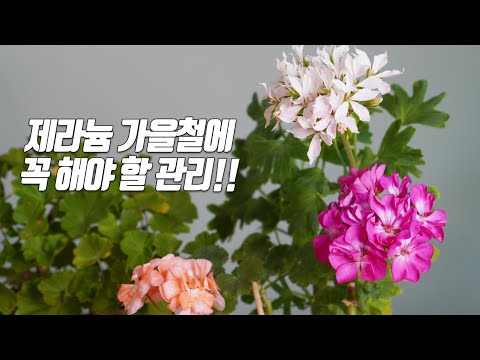 Видео: Fall Geranium Management - Домашнее садоводство Квартирный сад