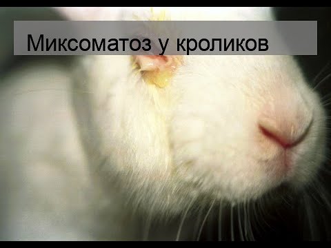 Видео: Миксоматоз у кроликов